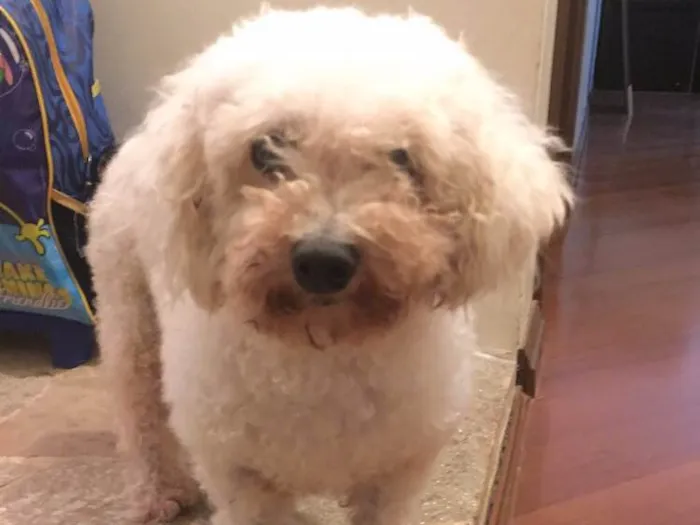 Cachorro ra a Poodle idade 6 ou mais anos nome Sem nome