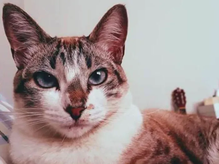 Gato ra a Não definida  idade 1 ano nome Pérola 