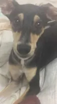 Dolly