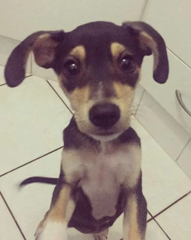 Cachorro ra a SRD idade 7 a 11 meses nome Dolly