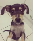 Dolly