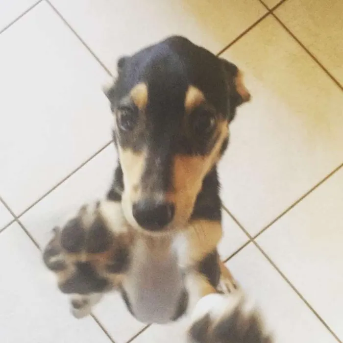 Cachorro ra a SRD idade 7 a 11 meses nome Dolly