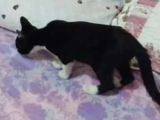 Gato ra a Indefinida idade 2 a 6 meses nome Frajolinha