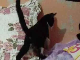 Gato ra a Indefinida idade 2 a 6 meses nome Frajolinha