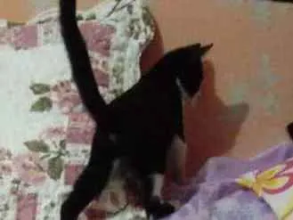 Gato ra a Indefinida idade 2 a 6 meses nome Frajolinha