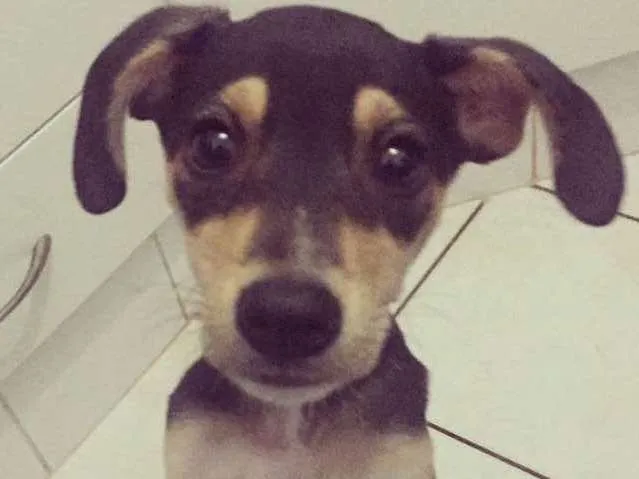 Cachorro ra a SRD idade 7 a 11 meses nome Dolly