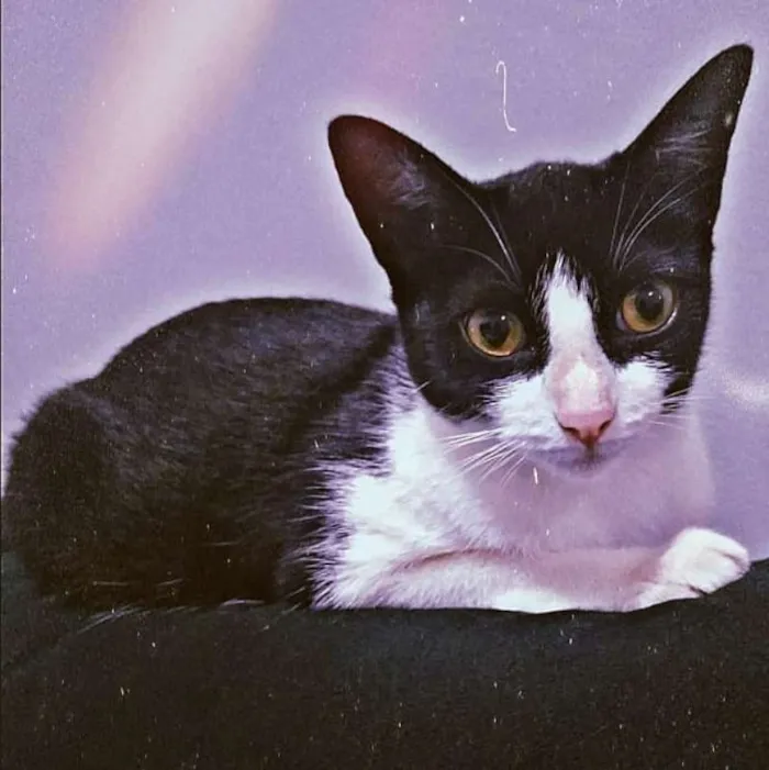 Gato ra a  idade 1 ano nome Lissa