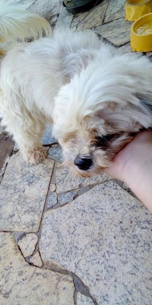 Cachorro raça Shih-tzu idade 4 anos nome Lua
