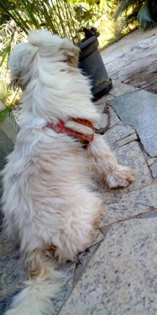 Cachorro raça Shih-tzu idade 4 anos nome Lua
