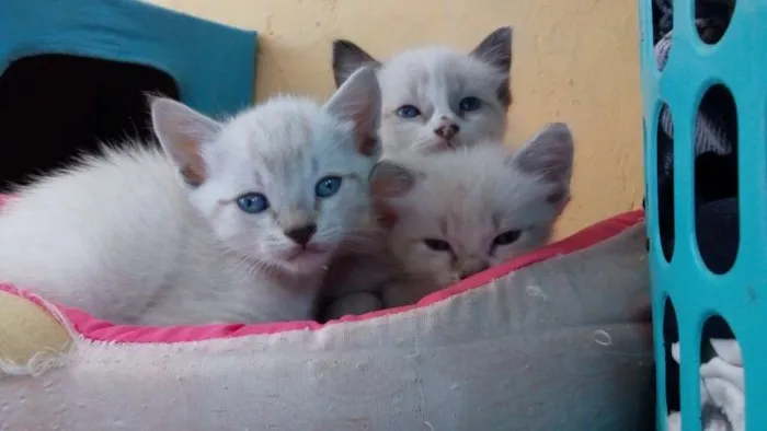 Gato ra a  idade 2 a 6 meses nome Sem nome