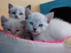 Gato raça  idade 2 a 6 meses nome Sem nome