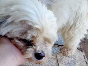 Cachorro raça Shih-tzu idade 4 anos nome Lua
