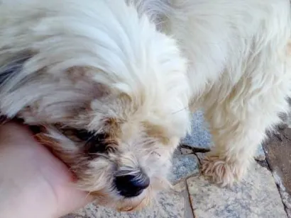 Cachorro raça Shih-tzu idade 4 anos nome Lua