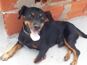 Cachorro raça Rnd idade 2 anos nome Toddy