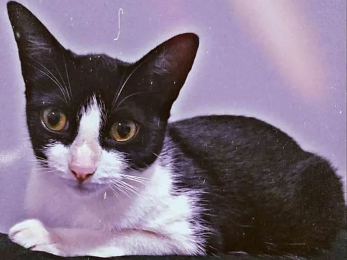 Gato ra a  idade 1 ano nome Lissa