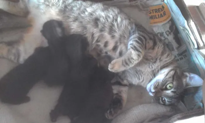 Gato raça Angorá  idade Abaixo de 2 meses nome Sem nome