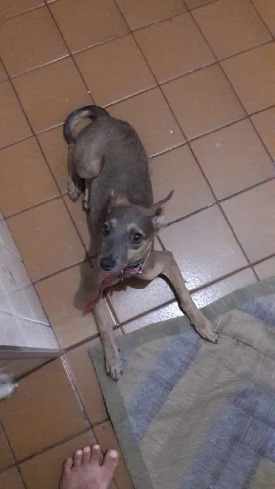 Cachorro ra a Vira  Lata idade 2 a 6 meses nome Thina