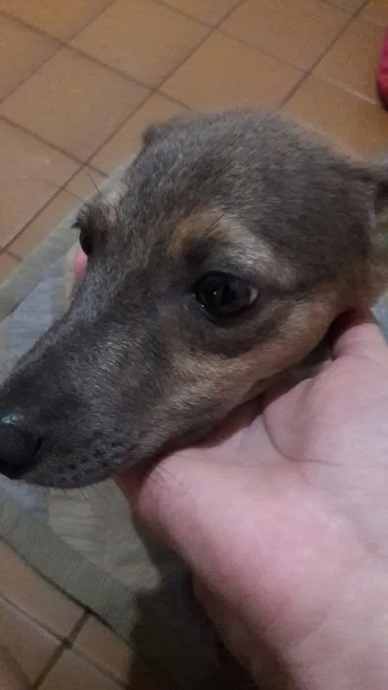 Cachorro ra a Vira  Lata idade 2 a 6 meses nome Thina