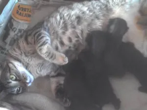 Gato raça Angorá  idade Abaixo de 2 meses nome Sem nome