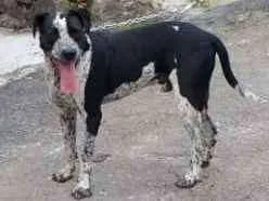 Cachorro raça Indefinido idade 2 anos nome Thor