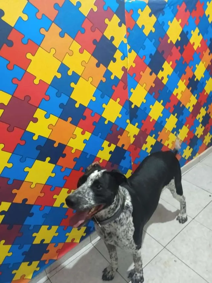 Cachorro raça Indefinido idade 2 anos nome Thor