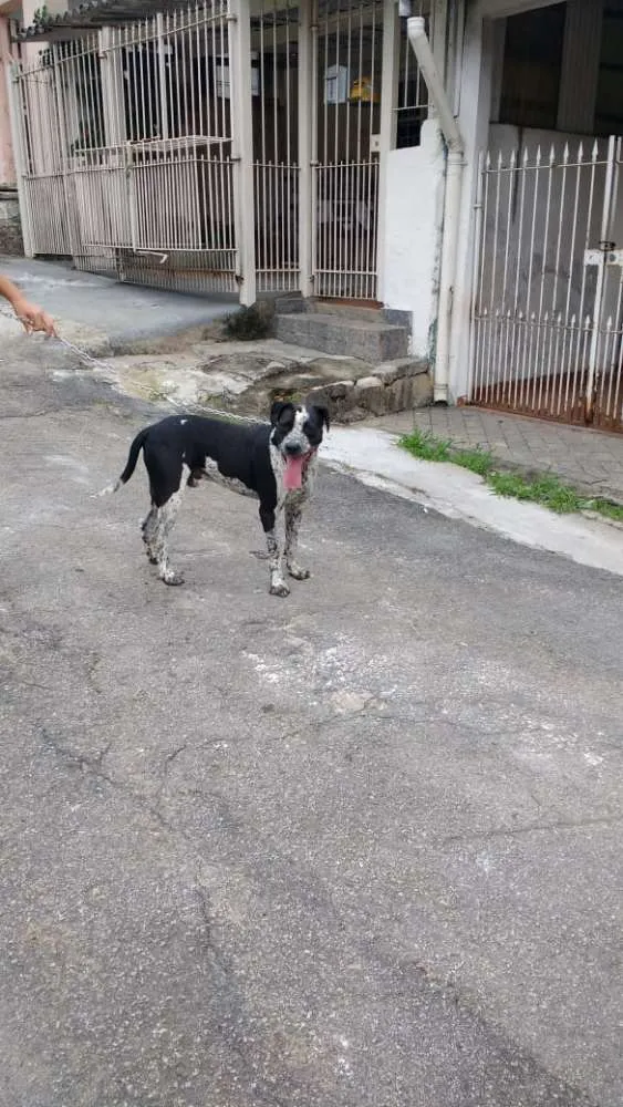Cachorro raça Indefinido idade 2 anos nome Thor