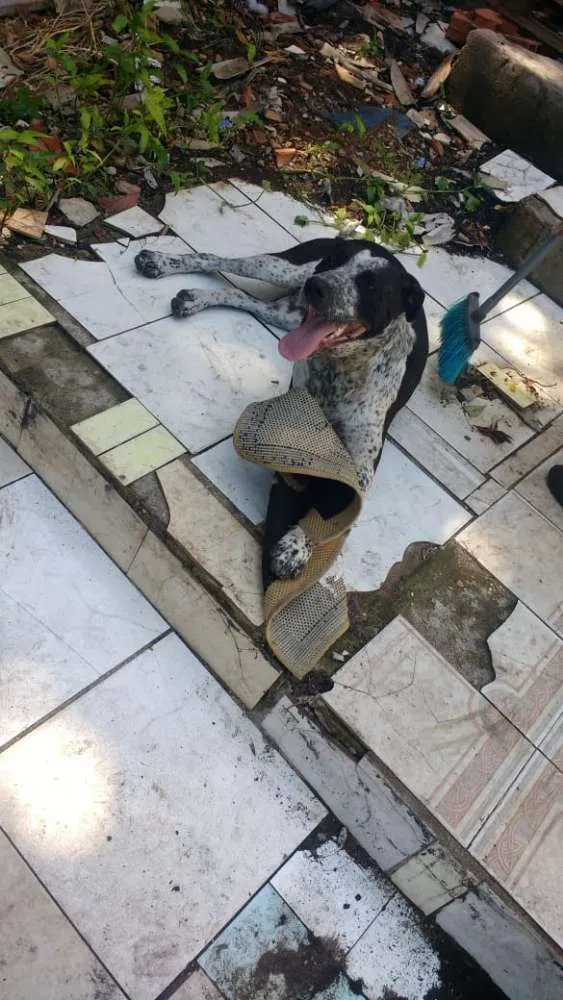 Cachorro ra a Indefinido idade 2 anos nome Thor