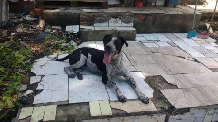 Cachorro ra a Indefinido idade 2 anos nome Thor