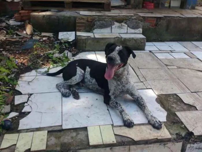 Cachorro ra a Indefinido idade 2 anos nome Thor