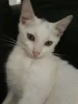Lia