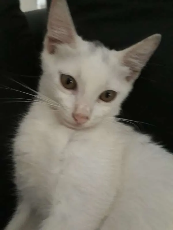 Gato ra a SRD idade 2 a 6 meses nome Lia