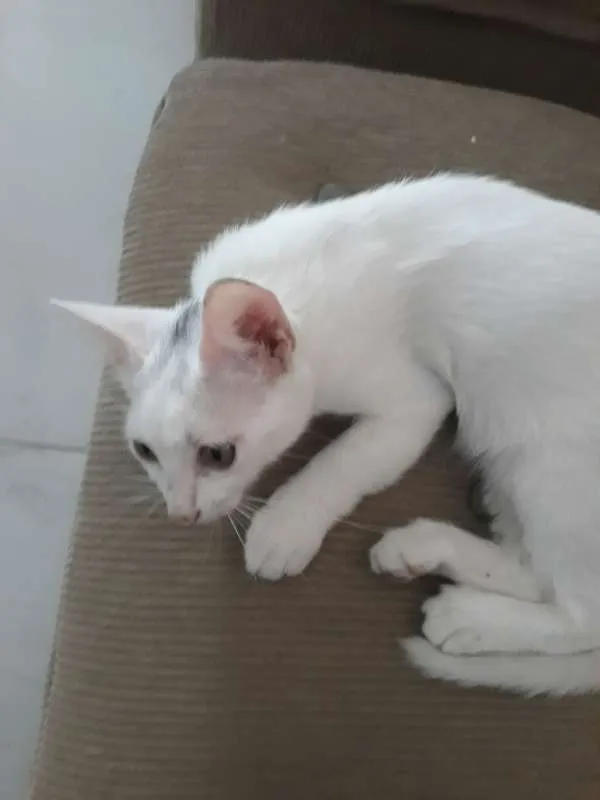 Gato ra a SRD idade 2 a 6 meses nome Lia