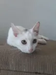 Lia