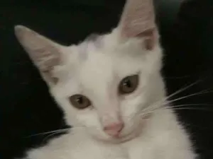 Gato raça SRD idade 2 a 6 meses nome Lia