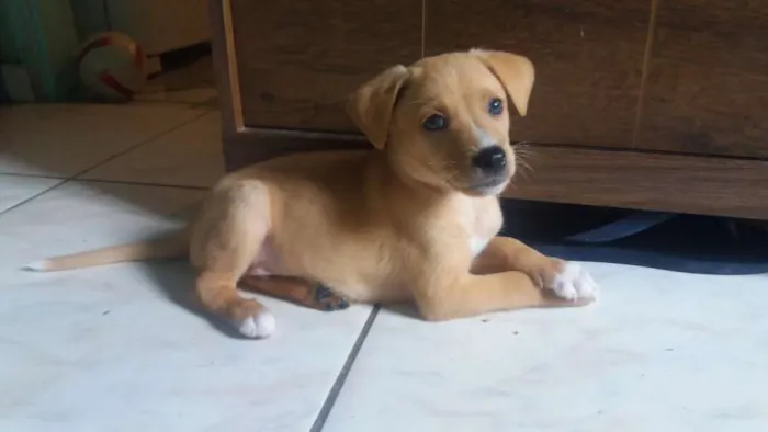 Cachorro ra a Filho de Golden com srd idade Abaixo de 2 meses nome Scott