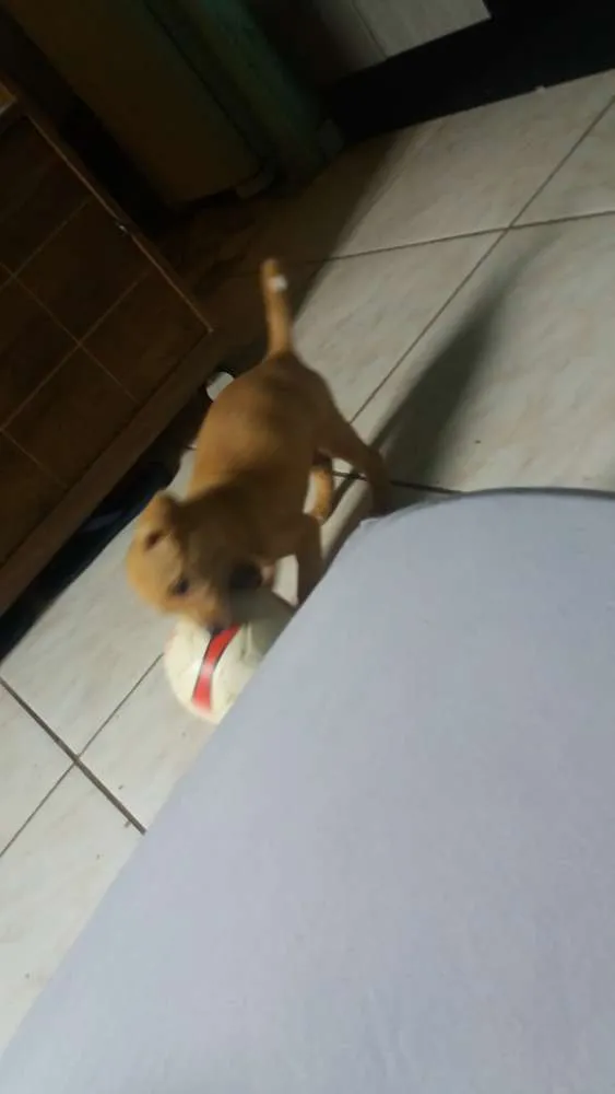 Cachorro ra a Filho de Golden com srd idade Abaixo de 2 meses nome Scott