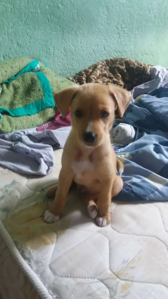 Cachorro ra a Filho de Golden com srd idade Abaixo de 2 meses nome Scott