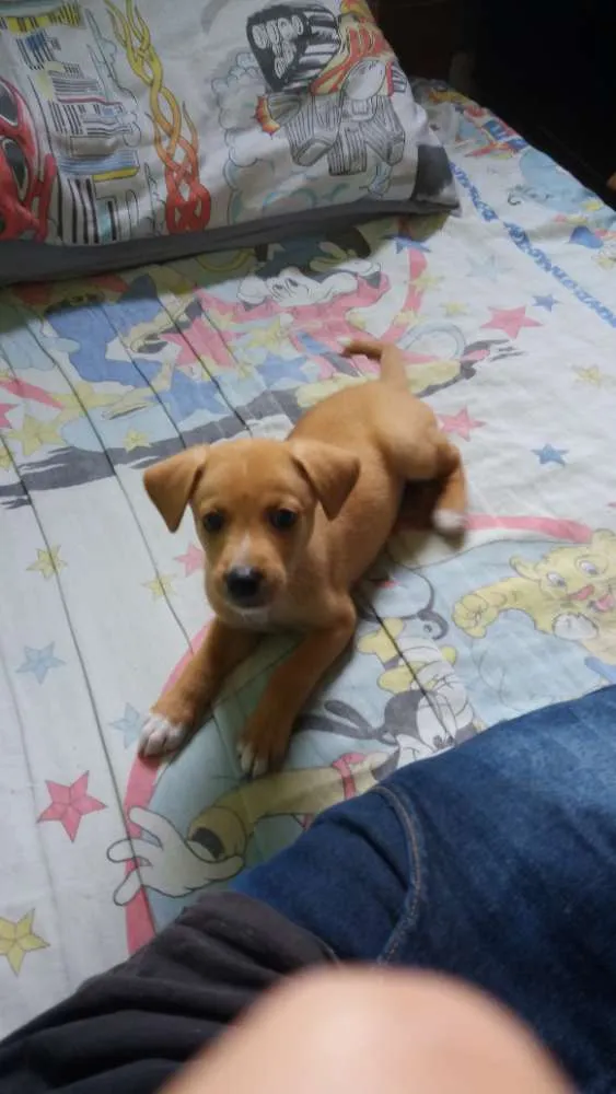 Cachorro ra a Filho de Golden com srd idade Abaixo de 2 meses nome Scott