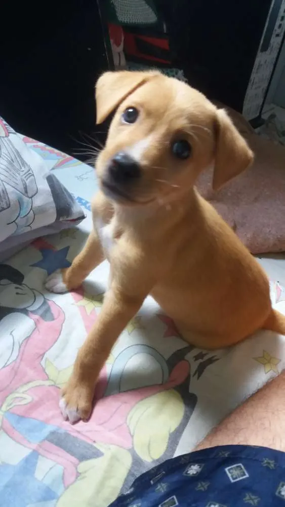 Cachorro ra a Filho de Golden com srd idade Abaixo de 2 meses nome Scott