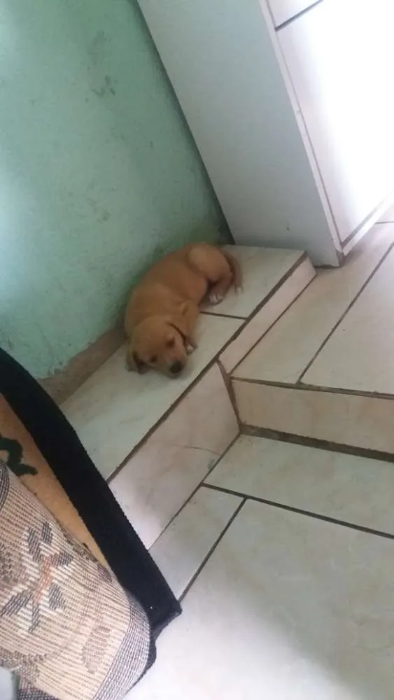 Cachorro ra a Filho de Golden com srd idade Abaixo de 2 meses nome Scott