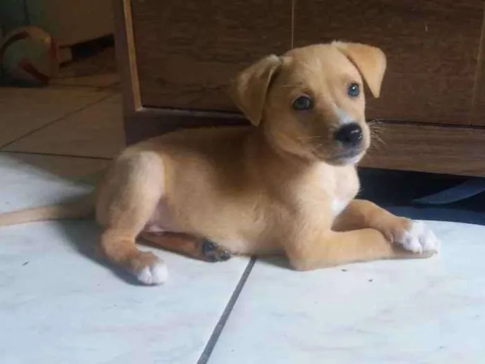 Cachorro ra a Filho de Golden com srd idade Abaixo de 2 meses nome Scott
