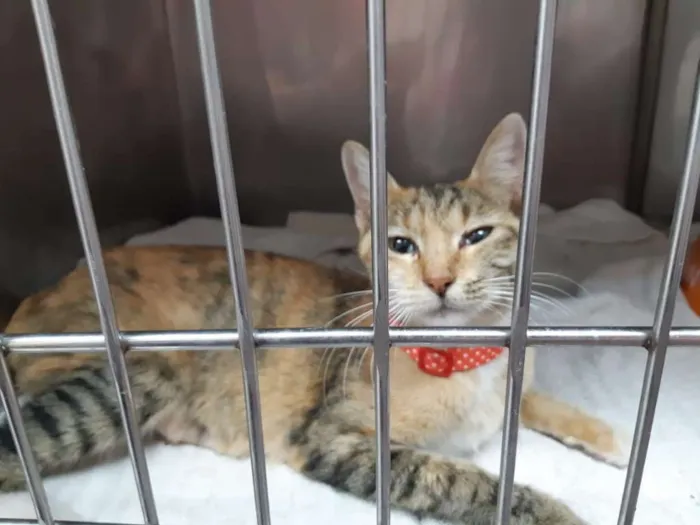 Gato ra a Não sei idade 7 a 11 meses nome Luna