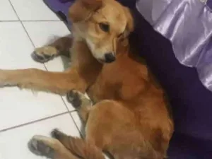 Cachorro raça Vira-lata  idade 2 a 6 meses nome Totó 