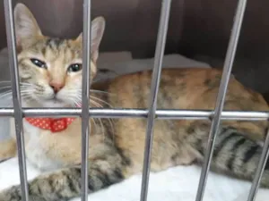 Gato raça Não sei idade 7 a 11 meses nome Luna