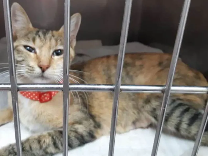 Gato ra a Não sei idade 7 a 11 meses nome Luna