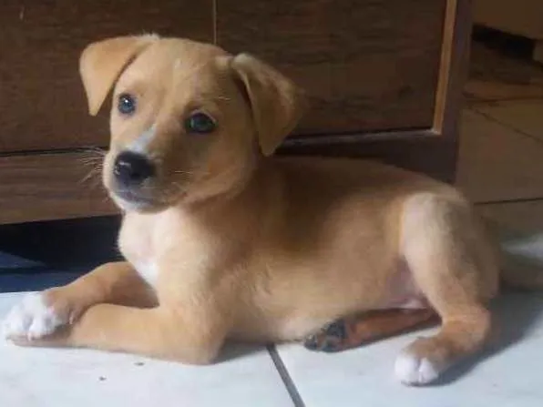 Cachorro ra a Filho de Golden com srd idade Abaixo de 2 meses nome Scott