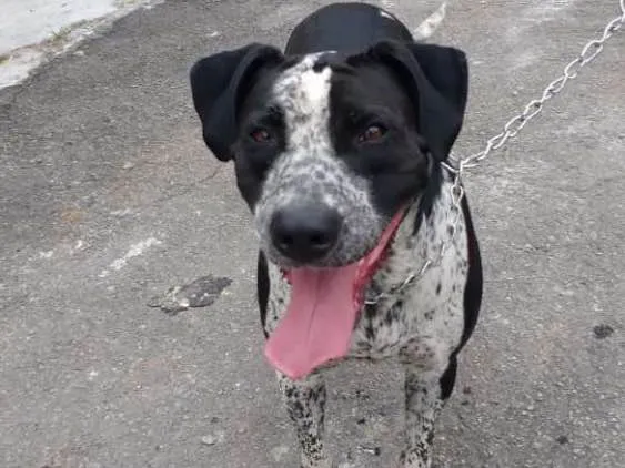 Cachorro raça Indefinido idade 2 anos nome Thor