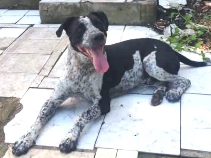 Cachorro ra a Indefinido idade 2 anos nome Thor