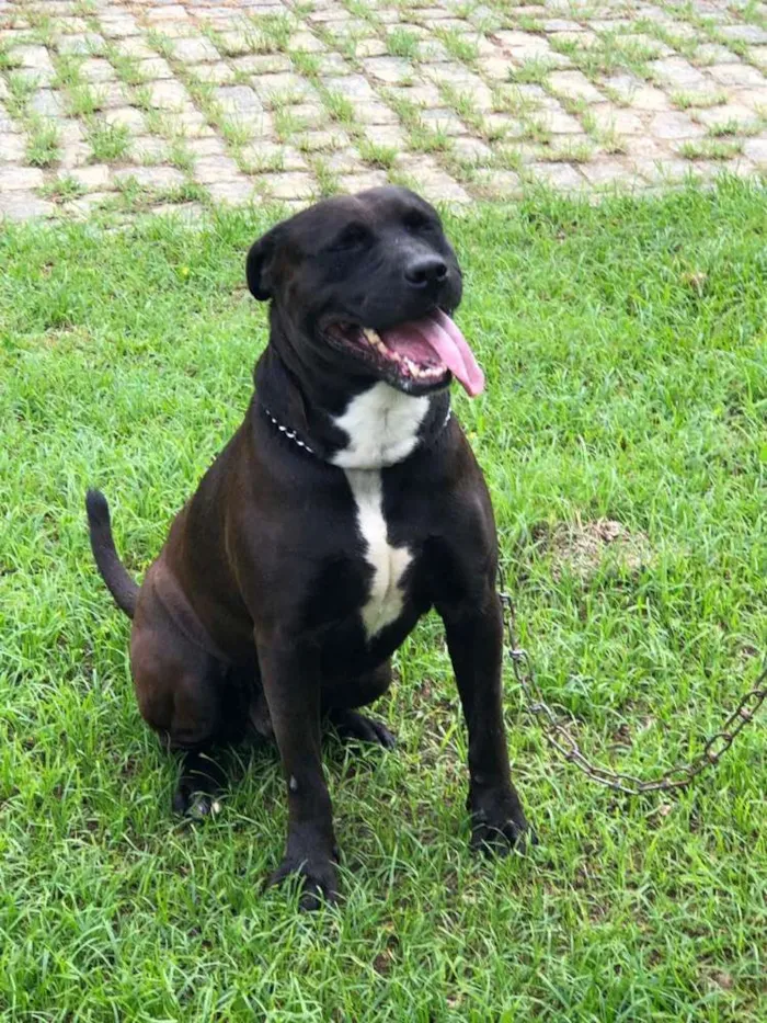 Cachorro raça Mestiço Labrador com Pittbull idade 3 anos nome BILLY