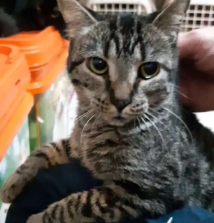Gato ra a SRD idade 2 anos nome Amora 